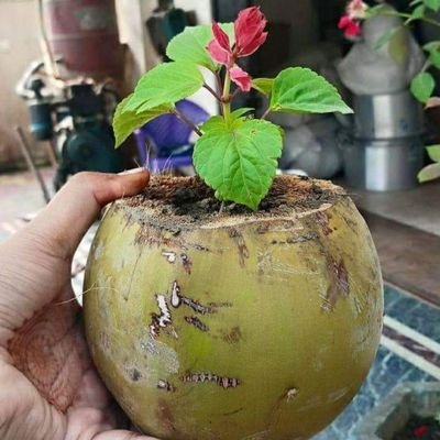 Savetreesaveli2's profile picture. Let's plant tree and save life🌱