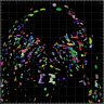 PapalopuluLab's profile picture. Interested in how changes in gene expression dynamics underlie cell state transitions in development and cancer. University of Manchester.