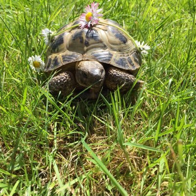 Mum of two, tortoise owner, secondary school librarian