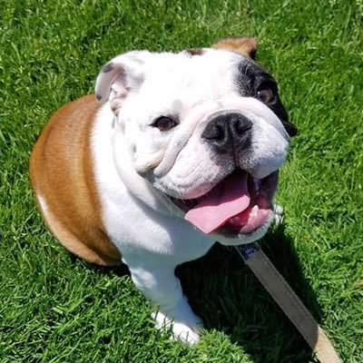 I am Tupper II, the official mascot of Bryant University in Smithfield, RI, and this is my official Bryant Twitter account. Go books! Go Bulldogs! #TupperTime