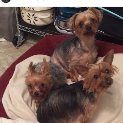 DixonPups's profile picture. Penner, Peanut and Sissy Dixon 🐶🐶🐶 we love to cause mischief and cuddle ❤️