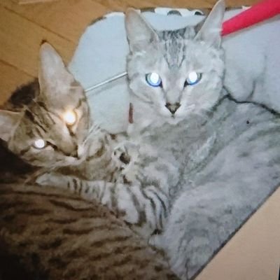 にゃんぱいあ Hatunemiku1025 Twitter にゃんぱいあ Hatunemiku1025 Twitter