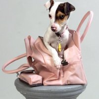 Betsie Freeman (@betsiefreeman) 's Twitter Profile