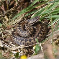 Adders are Amazing! (@addersamazing) 's Twitter Profile Photo