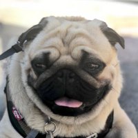 Maxwell aka Max(@MaxwellThePuga) 's Twitter Profile Photo