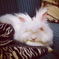 moxie_wabbit(@MoxieWabbit) 's Twitter Profile Photo