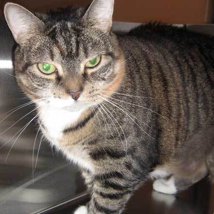 petpeevesz's profile picture. 