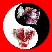 AyingYingYang's profile picture. 