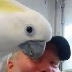 Web Developer & host Bird Talk LIVE Online bird talk radio shows. Bird keepers & avian professionals share experience LIVE on air. https://t.co/q7ijItQ5MR