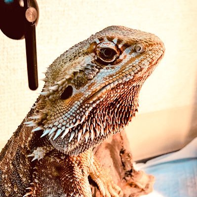 シャマブンさんのプロフィール画像