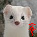 いたちさんのプロフィール画像