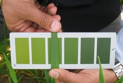 LeafNitrogen's profile picture. Nitrogen Parameters India a Global Company for Leaf Color Chart - LCC technology for N management in various Crops.Key element for Doubling Farmers Income.