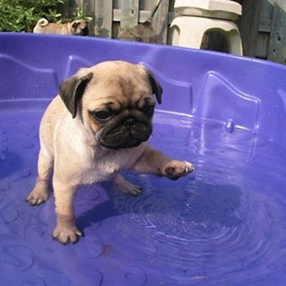 Pug73004213's profile picture. 