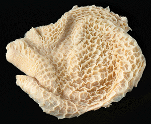 mcleodjon's profile picture. Public affairs, Derby County, garden