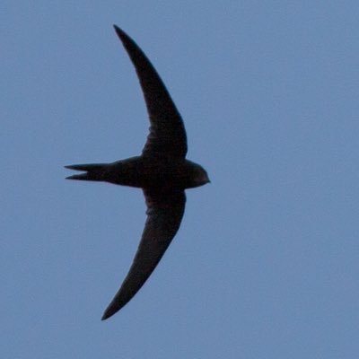 Keeping an eye on, recording and helping to conserve swifts (Apus apus) in Easingwold, North Yorkshire.