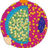 International Lipid Expert Panel (ILEP) (@expertlipid) 's Twitter Profile