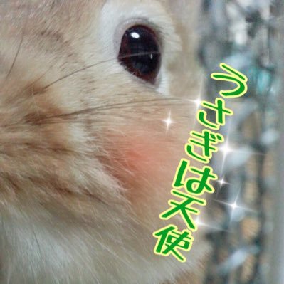 愛兎のちゃたまる9歳3か月♀は2020.6.22にお月様へ…一緒に暮らした日々は私の永遠の宝物 🐰✨ 今は二代目うさぎの「うた」♂と暮らしてます。https://t.co/GIVb8nibyP