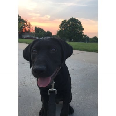 Instagram: gunner_the_blacklab__ 🐶🐾 I love getting ducks 🦆 Husker Football & Baltimore Ravens ❤️ 💜 🏈 & my Mom and Dad! ☺️ 2/23/18