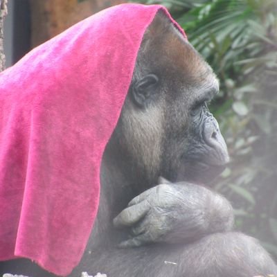 nonnonow's profile picture. アニメ🐈‍⬛🐈🐈‍⬛、ゲーム、声優さん好きな20↑。