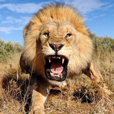 إفتراس الحيوانات ، لقطات اكشن الافتراس ، صراع البقاء ، معلومات ، صور وفيديوهات ، كل جديد تجده هنا ..👇