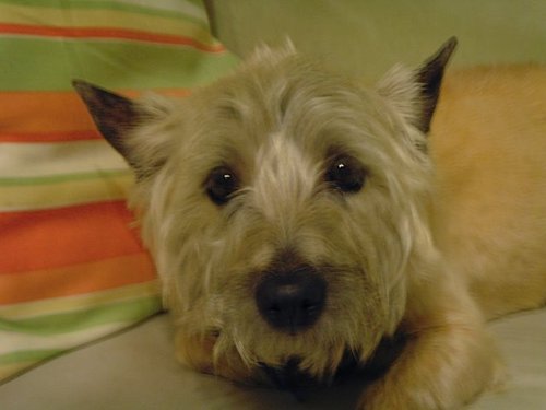 krayzlilhi03's profile picture. 