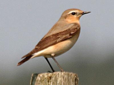 BirdBinoculars's profile picture. 