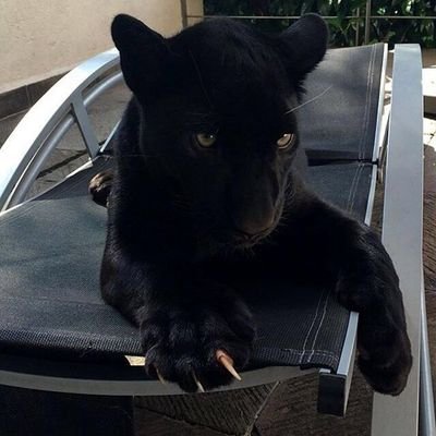 Дитя луны。
Апполинария 。
Принадлежащая Аполлону 。
Хакайна。Уничтожающая。好きな姫。Моральная убийца。