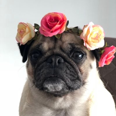 Pugstarchloe's profile picture. A cute and funny pug, who lost more than 4kg! #fitpug  FOLLOW ME ON INSTAGRAM & FACEBOOK! ❤️