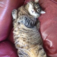 NotSoSweet🤬🥸🤪 (@bob_haworth) Twitter profile photo