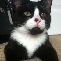 Cat the Sensible and Angry (In Memoriam) (@count_to_17) 's Twitter Profile