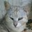 CーCatRisZaのアイコン