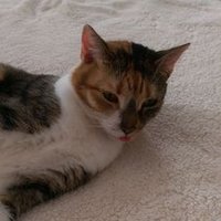 ๐คฆdisgusted๐คฆ (@bquintiliani) 's Twitter Profile
