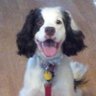 K8snrJeffrey's profile picture. Teacher of English (ret.) • B.S., Ed. / M.A. Humanities • Amateur Radio Technician (1994) • Interests: EchoLink, antennas, QRP. Amateur Radio @K8snrJeffrey.