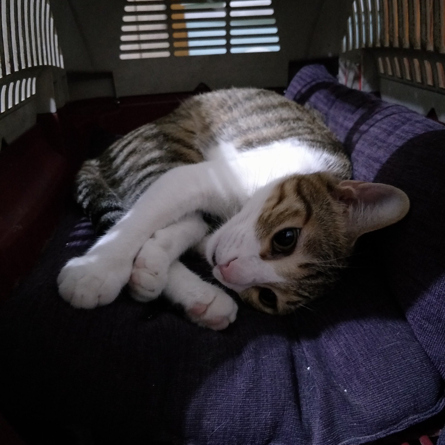 snowsky731's profile picture. 台湾人です。よろしくお願いします。