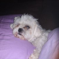 Dianne Lucifan (@lucifan11) 's Twitter Profile