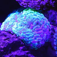 Savory (@savorypastry) 's Twitter Profile Photo