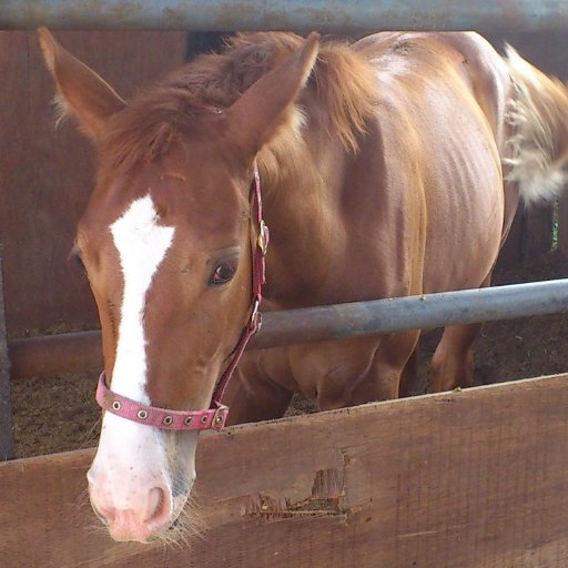 年1回くらい馬に乗る人→3年に1回にペースダウンしてしまった