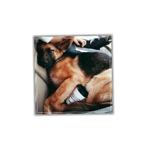 protectivecanid's profile picture. ༅  ┇ 「 𝙨𝙝𝙚 𝙞𝙨 𝙗𝙚𝙖𝙪𝙩𝙮, 𝙨𝙝𝙚 𝙞𝙨 𝙜𝙧𝙖𝙘𝙚, 𝙨𝙝𝙚'𝙡𝙡 𝙥𝙧𝙤𝙗𝙖𝙗𝙡𝙮 𝙗𝙞𝙩𝙚 𝙮𝙤𝙪𝙧 𝙛𝙖𝙘𝙚. 」