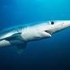 blushark (@blushark8) 's Twitter Profile