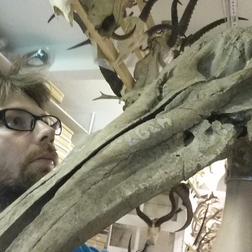 Kiwi 🇳🇿 Assistant professor @Globe_UCPH working on modern and ancient genomics from various Arctic marine mammals. Mastodon: mvwestbury@ecoevo.social