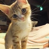 こねこ (@konekodaisukiii) 's Twitter Profile Photo