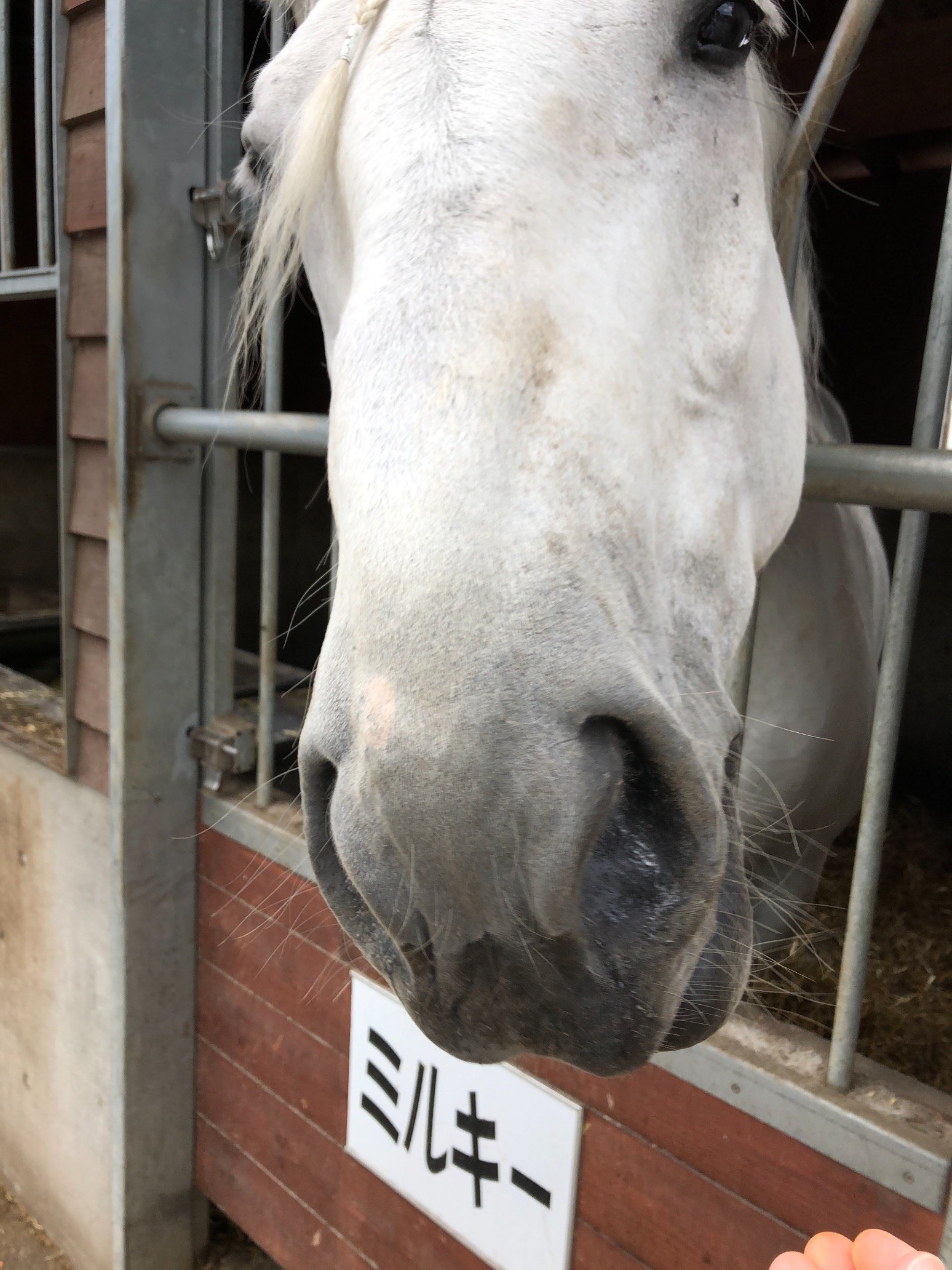 テレワークで済むなら田舎に住んで、メインクーンとピレネー犬と輓馬飼って暮らしたい。