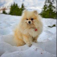 Chili the Pomeranian(@ChiliPomeranian) 's Twitter Profileg
