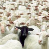 Black Sheep Radio (@sheepradio) 's Twitter Profile