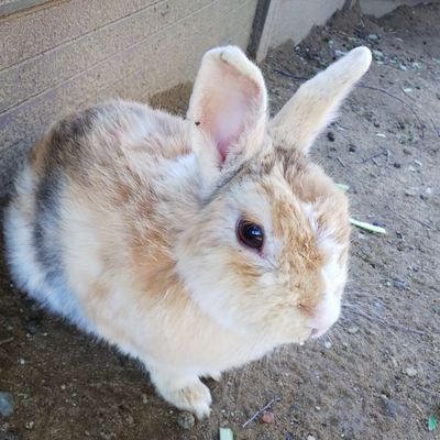 ｳｻｧさんのプロフィール画像