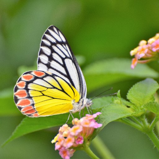 Applied science. Business. Nature lover. Passionate wildlife photographer. Proud Indian.