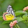 AsimKumarHazra7's profile picture. Applied science. Business. Nature lover. Passionate wildlife photographer. Proud Indian.