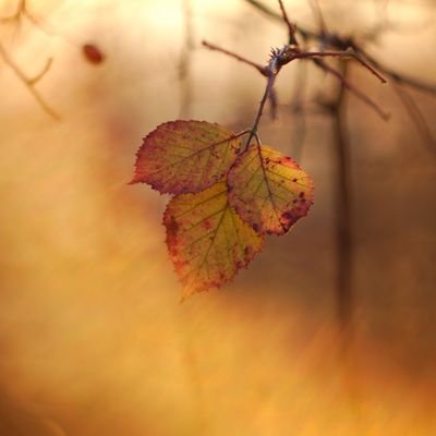 OpenWebdesign's profile picture. Nedělám nic, ale dělám to dobře. Oběť Dunning-Krugerova efektu 🧠 #linux #opensource #oss #rock #punk #coffee #helios44