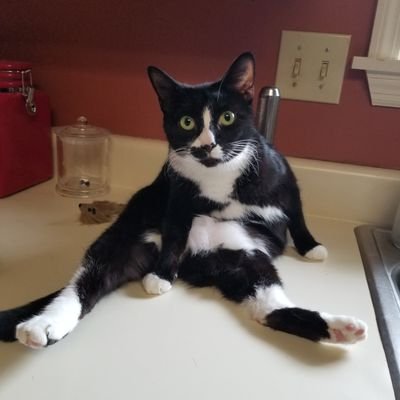 harvmist1's profile picture. Little sarcastic cat lady