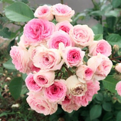 aja_happyclover's profile picture. 